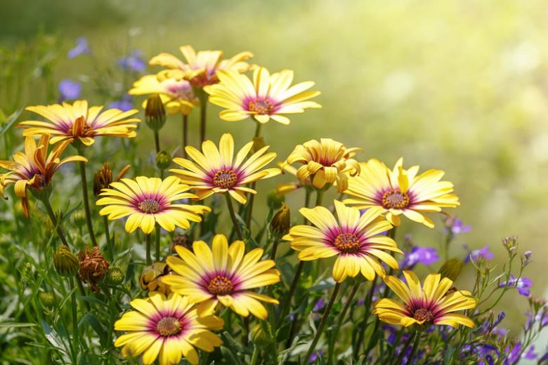 Daisy, Daisies, Daisy Flower, Gerbera Daisy, Shasta Daisy, African Daisy, Yellow Daisy, Daisy Flowers