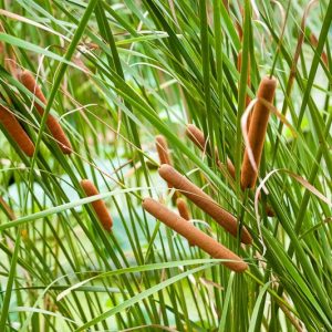 Typha angustifolia, Narrow-Leaved Cattail, Narrow-Leaved Reedmace, Small Reedmace, Soft Flag, Typha gracilis, Aquatic Plants, Plants for wet soils