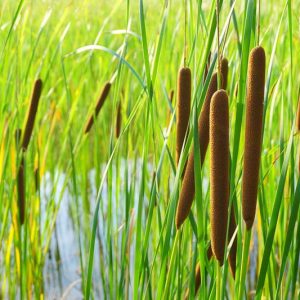Typha latifolia, Broadleaf Cattail, Common Cattail, Great Reedmace, Bulrush, Cat's Tail, Cat Tail, March Beetle, Marsh Beetle, Water Torch, Pond plants, Aquatic Plants, Plants for wet soils