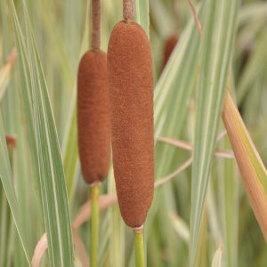 Typha latifolia 'Variegata', Variegated Broadleaf Cattail, Variegated  Cattail,, Pond plants, Aquatic Plants, Plants for wet soils