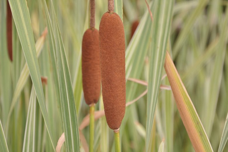 Typha latifolia 'Variegata', Variegated Broadleaf Cattail, Variegated  Cattail,, Pond plants, Aquatic Plants, Plants for wet soils