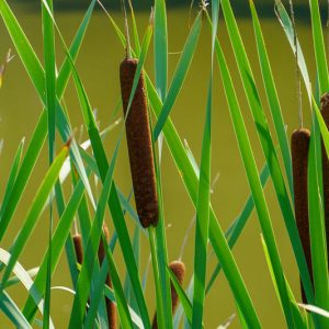 Typha laxmannii , Bulrush, Narrow-Leafed European Cattail, Bullrush, Dwarf Cattail, Graceful Cattail, Typha stenophylla, Pond plants, Aquatic Plants, Plants for wet soils