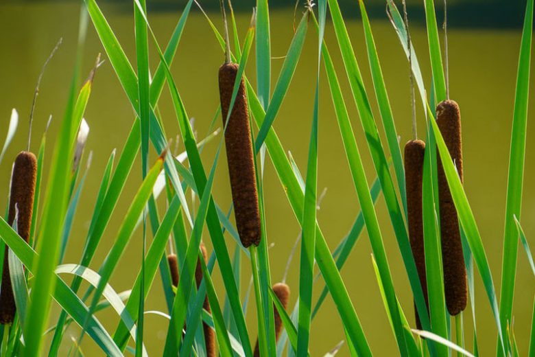 Typha laxmannii , Bulrush, Narrow-Leafed European Cattail, Bullrush, Dwarf Cattail, Graceful Cattail, Typha stenophylla, Pond plants, Aquatic Plants, Plants for wet soils