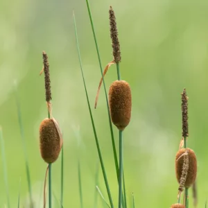 Typha minima, Dwarf Cattail, Miniature Cattail, Least Cattail, Pond plants, Aquatic Plants, Plants for wet soils
