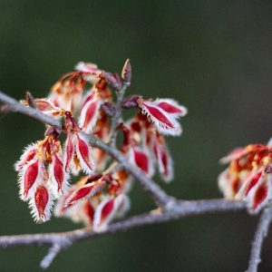 Ulmus alata, American Elm, American Water Elm,  Water Elm, White Elm, Tree with fall color, Fall color, Attractive bark Tree