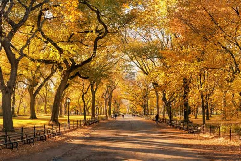 Ulmus americana, American Elm, American Water Elm,  Water Elm, White Elm, Tree with fall color, Fall color, Attractive bark Tree