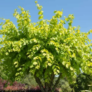 Ulmus glabra 'Lutescens', Golden Elm, Golden Wych Elm 'Lutescens', Camperdown Elm 'Lutescens', Tree with fall color, Fall color, Attractive bark Tree