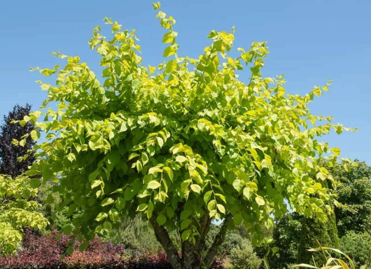 Ulmus glabra 'Lutescens', Golden Elm, Golden Wych Elm 'Lutescens', Camperdown Elm 'Lutescens', Tree with fall color, Fall color, Attractive bark Tree