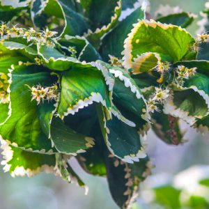 Ulmus parvifolia 'Frosty', Chinese Elm 'Frosty', Lacebark Elm 'Frosty', Tree with fall color, Fall color, Attractive bark Tree