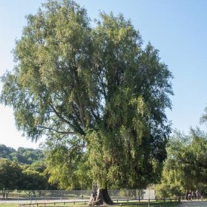 Umbellularia californica, California Laurel, California Bay, Oregon Myrtle, Pepperwood, Balm of Heaven, Californian Olive Tree, Californian Sassafras Tree, Californian Spice Tree, Headache Tree, Evergreen Tree