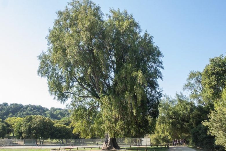 Umbellularia californica, California Laurel, California Bay, Oregon Myrtle, Pepperwood, Balm of Heaven, Californian Olive Tree, Californian Sassafras Tree, Californian Spice Tree, Headache Tree, Evergreen Tree