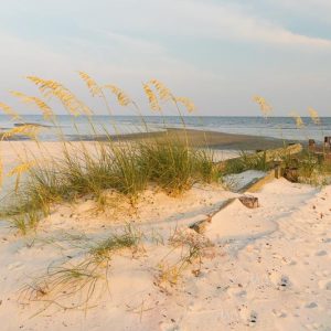 Uniola paniculata, Sea Oats, Seaoats, Seaside Oats, Araña, Arroz de Costa, Native Florida Grass, Native Florida Plant