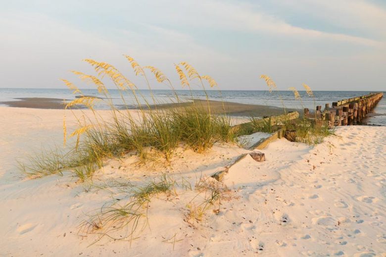 Uniola paniculata, Sea Oats, Seaoats, Seaside Oats, Araña, Arroz de Costa, Native Florida Grass, Native Florida Plant