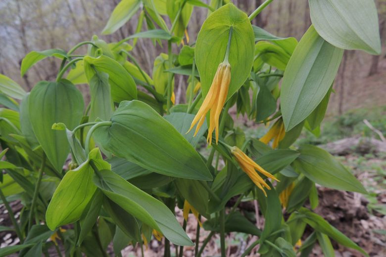 Uvularia grandiflora, Bellwort, Cornflower, Large-Flowered Bellwort, Merry Bells, Throat Root, Wood Daffodil, Yellow Flowers, Shade Perennial