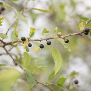 Vaccinium arboreum, Farkleberry, Tree Sparkleberry, Sparkleberry, Winter Huckleberry, Huckleberry, Batodendron andrachniforme, Batodendron arboreum, Blueberries, Fruiting Shrubs, Evergreen Shrubs