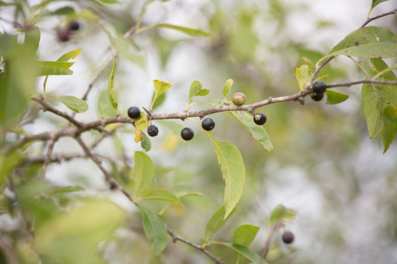 Vaccinium arboreum, Farkleberry, Tree Sparkleberry, Sparkleberry, Winter Huckleberry, Huckleberry, Batodendron andrachniforme, Batodendron arboreum, Blueberries, Fruiting Shrubs, Evergreen Shrubs