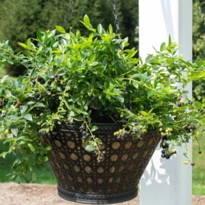 Vaccinium corymbosum Midnight Cascade™, Midnight Cascade™ Blueberry, Vaccinium corymbosum 'FC12-187', Hanging Basket Bluberries,  Berries, Blue Berries