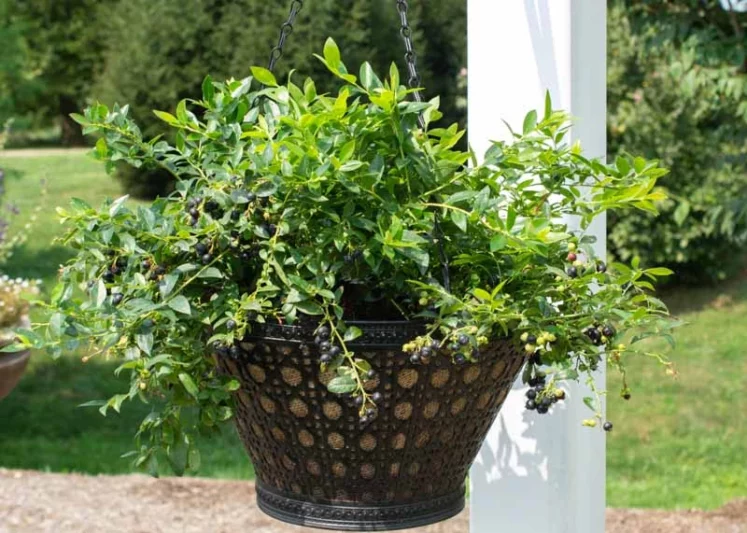 Vaccinium corymbosum Midnight Cascade™, Midnight Cascade™ Blueberry, Vaccinium corymbosum 'FC12-187', Hanging Basket Bluberries,  Berries, Blue Berries