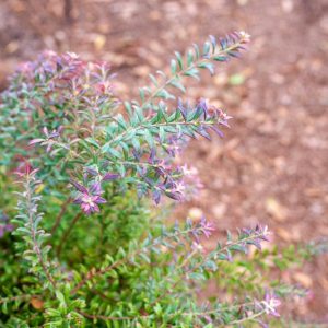 Vaccinium darrowii, Darrow's Blueberry, Evergreen Blueberry, Low Blueberry, Southern Evergreen Blueberry, Blueberries, Fruiting Shrubs, Evergreen Shrubs