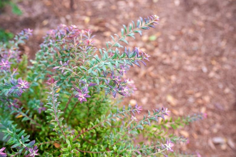 Vaccinium darrowii, Darrow's Blueberry, Evergreen Blueberry, Low Blueberry, Southern Evergreen Blueberry, Blueberries, Fruiting Shrubs, Evergreen Shrubs