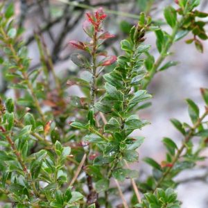 Vaccinium myrsinites, Shiny Blueberry, Evergreen Blueberry, Dwarf Blueberry, Florida Evergreen Blueberry, Ground Blueberry, Low Blueberry, Southern Evergreen Blueberry, Blueberries, Fruiting Shrubs, Evergreen Shrubs