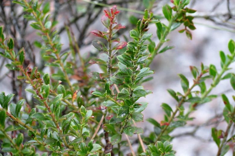 Vaccinium myrsinites, Shiny Blueberry, Evergreen Blueberry, Dwarf Blueberry, Florida Evergreen Blueberry, Ground Blueberry, Low Blueberry, Southern Evergreen Blueberry, Blueberries, Fruiting Shrubs, Evergreen Shrubs