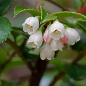 Vaccinium ovatum, California Huckleberry, Evergreen Blueberry, Evergreen Huckleberry, Vaccinium ovatum var. saporosum, Blueberries, Fruiting Shrubs, Evergreen Shrubs
