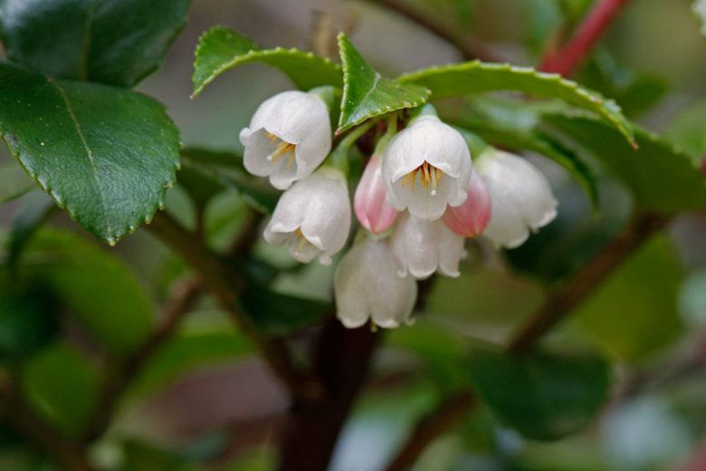 Vaccinium ovatum, California Huckleberry, Evergreen Blueberry, Evergreen Huckleberry, Vaccinium ovatum var. saporosum, Blueberries, Fruiting Shrubs, Evergreen Shrubs