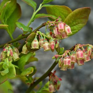 Vaccinium pallidum, Blue Ridge Blueberry, Early Lowbush Blueberry, Hillside Blueberry, Dryland Blueberry, Late Lowbush Blueberry,
