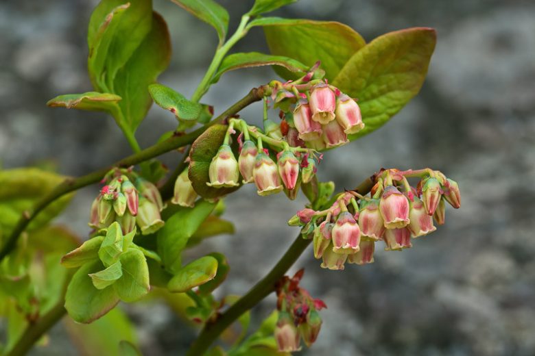 Vaccinium pallidum, Blue Ridge Blueberry, Early Lowbush Blueberry, Hillside Blueberry, Dryland Blueberry, Late Lowbush Blueberry,