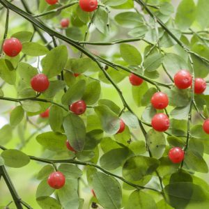 Vaccinium parvifolium, Red Blueberry, Red Huckleberry, Blueberries, Fruiting Shrubs, Red Berries