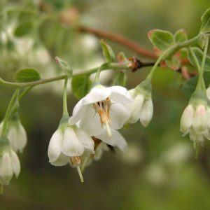 Vaccinium stamineum, Deerberry, Common Deerberry, Blueberries, Fruiting Shrubs, Berries