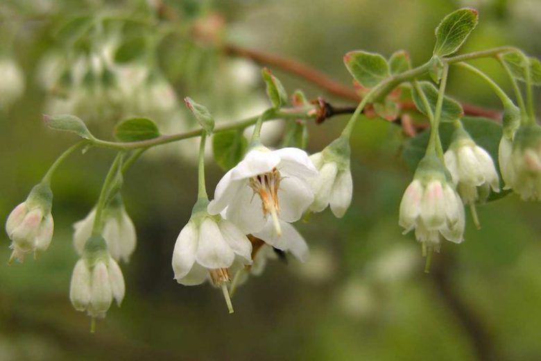 Vaccinium stamineum, Deerberry, Common Deerberry, Blueberries, Fruiting Shrubs, Berries