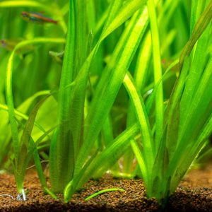 Vallisneria americana, American Eelgrass, Water Celery, Eelgrass, Tapegrass, Vallisneria asiatica, Vallisneria neotropicalis, Vallisneria spiralis, Aquatic Plants, Submerged Aquatic Plants, Pond Plants