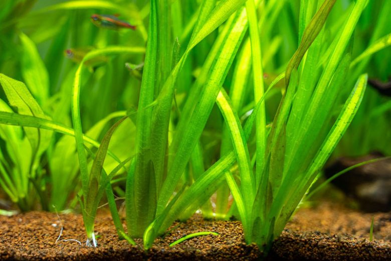 Vallisneria americana, American Eelgrass, Water Celery, Eelgrass, Tapegrass, Vallisneria asiatica, Vallisneria neotropicalis, Vallisneria spiralis, Aquatic Plants, Submerged Aquatic Plants, Pond Plants