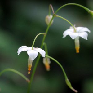 Vancouveria hexandra, American Barrenwort, White Insideout Flower, White Inside-Out-Flower, Northern Inside-Out Flower, Shade Plants, Shade Perennials, White Flowers, Groundcovers, Ground Cover