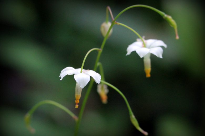 Vancouveria hexandra, American Barrenwort, White Insideout Flower, White Inside-Out-Flower, Northern Inside-Out Flower, Shade Plants, Shade Perennials, White Flowers, Groundcovers, Ground Cover