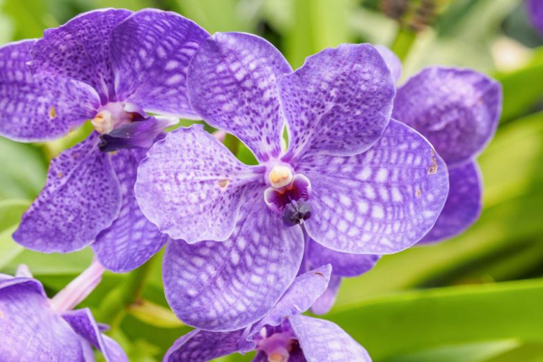 Vanda coerulea, Blue Vanda, Vanda caerulescens,, Blue Orchids, Fragrant Orchids, Easy Orchids, Easy to Grow Orchids
