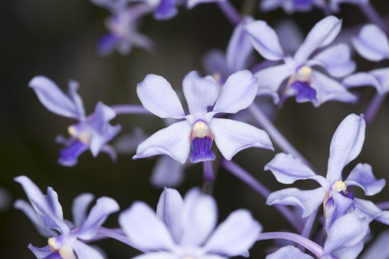 Vanda coerulescens, Sky Blue Vanda, Blue Orchids, Fragrant Orchids, Easy Orchids, Easy to Grow Orchids