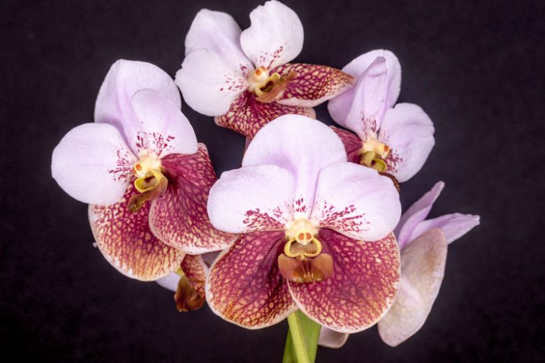 Vanda sanderiana, Sanders Vanda, Waling-Waling, Esmeralda sanderiana, Euanthe sanderiana, Pink Orchids, Fragrant Orchids, Easy Orchids, Easy to Grow Orchids