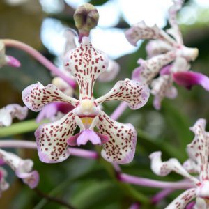 Vanda tricolor, Soft Vanda, Vanda suavis, Vanda suaveolens, Limodorum suaveolens, Purple Orchids, Fragrant Orchids, Easy Orchids, Easy to Grow Orchids