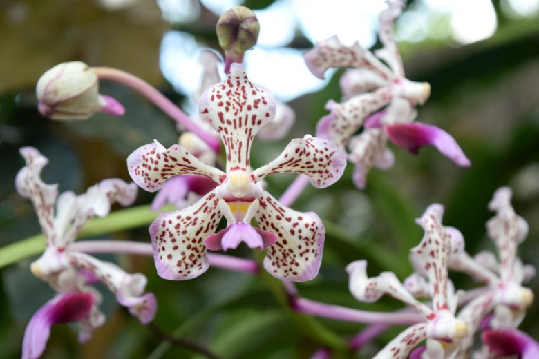 Vanda tricolor, Soft Vanda, Vanda suavis, Vanda suaveolens, Limodorum suaveolens, Purple Orchids, Fragrant Orchids, Easy Orchids, Easy to Grow Orchids