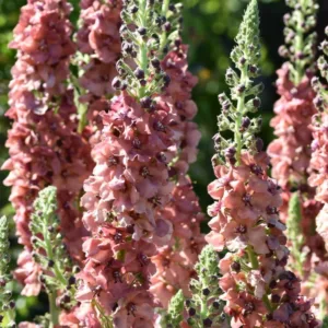 Verbascum 'Caribbean Crush', 'Caribbean Crush' Mullein, Verbascum x hybrida 'Caribbean Crush', Orange flowers, Yellow flowers,  Architectural plants, Vertical Plants, Deer Tolerant perennials,