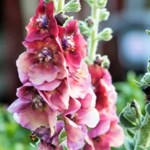 Verbascum 'Cherry Helen', 'Cherry Helen' Mullein, Verbascum x hybrida 'Cherry Helen', Pink flowers, Red flowers,  Architectural plants, Vertical Plants, Deer Tolerant perennials,