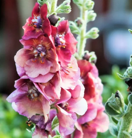 Verbascum 'Cherry Helen', 'Cherry Helen' Mullein, Verbascum x hybrida 'Cherry Helen', Pink flowers, Red flowers,  Architectural plants, Vertical Plants, Deer Tolerant perennials,