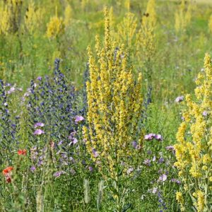 Verbascum Olympicum,Olympian Mullein, Greek Mullein,Verbascum longifolium var. pannosum,  Yellow flowers, Architectural plants, Vertical Plants, Deer Tolerant perennials,Olympic Mullein