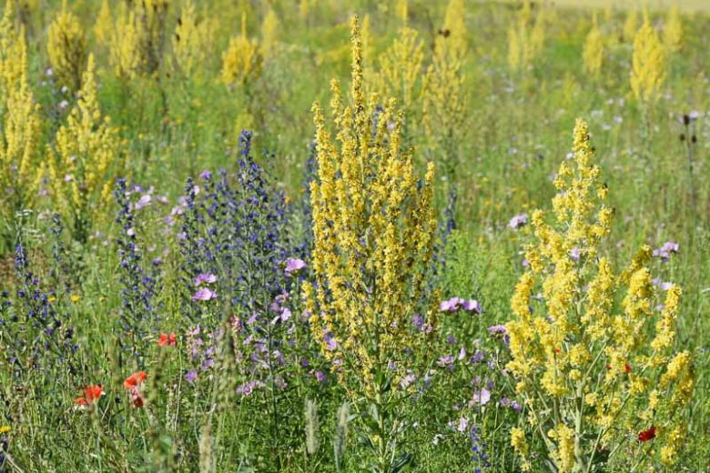 Verbascum Olympicum,Olympian Mullein, Greek Mullein,Verbascum longifolium var. pannosum,  Yellow flowers, Architectural plants, Vertical Plants, Deer Tolerant perennials,Olympic Mullein