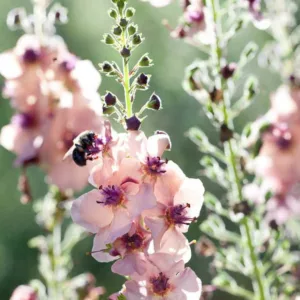 Verbascum 'Southern Charm', 'Southern Charm' Mullein, Verbascum x hybrida ‘Southern Charm’', cream flowers, Orange flowers, Yellow flowers, Architectural plants, Vertical Plants, Deer Tolerant perennials,
