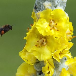 Verbascum bombyciferum, Broussa Mullein, Turkish Mullein, Giant Silver Mullein, Yellow flowers,  Architectural plants, Vertical Plants, Deer Tolerant perennials,