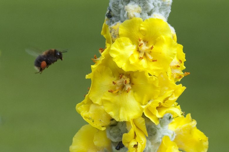 Verbascum bombyciferum, Broussa Mullein, Turkish Mullein, Giant Silver Mullein, Yellow flowers,  Architectural plants, Vertical Plants, Deer Tolerant perennials,